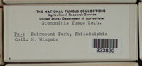 Stemonitis fusca image